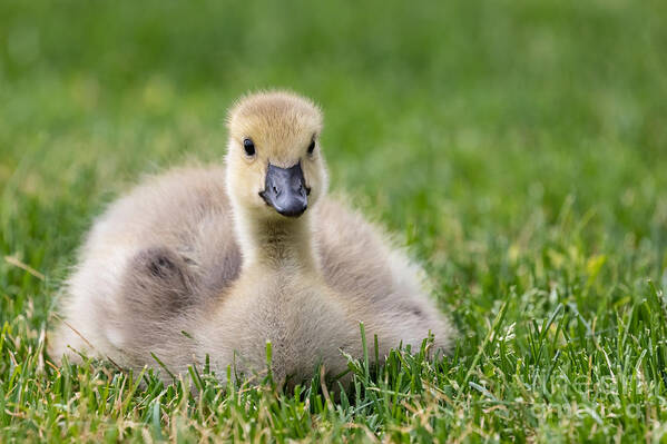 Photography Art Print featuring the photograph Fluffy Gosling by Alma Danison