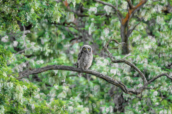 Fluffy Great Horned Owlet Art Print featuring the photograph Fluffy Great Horned Owlet by Wes and Dotty Weber