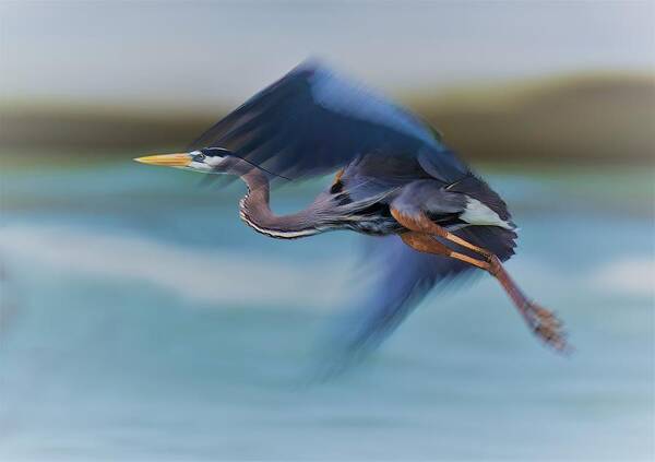 Nature Art Print featuring the photograph Flying In Slow Motion by Mike He