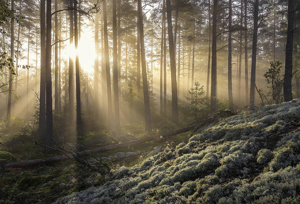 Landscape Art Print featuring the photograph Fog In The Forest With White Moss In The Forground by Christian Lindsten