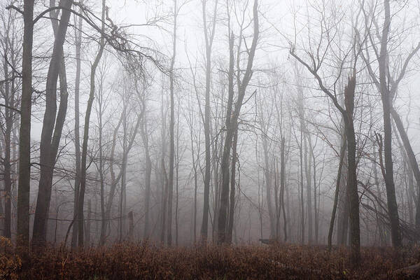 Cool Attitude Art Print featuring the photograph Foggy Woods by Njw1224