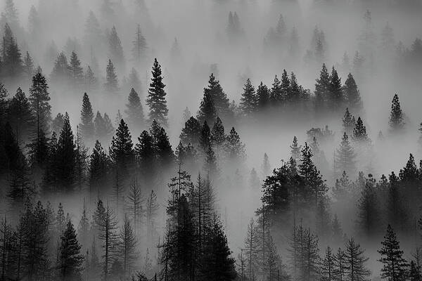 Black And White Art Print featuring the photograph Foggy Yosemite II by Jon Glaser