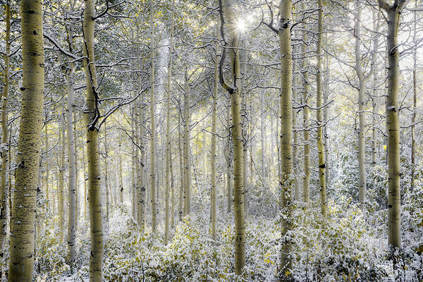 Aspen Forest Art Print featuring the photograph Forest Glow by Leland D Howard