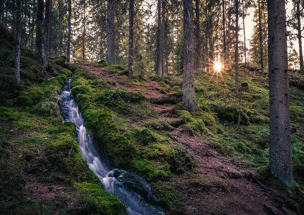 Landscape Art Print featuring the photograph Forest Landscape With Idyllic Stream by Jani Riekkinen
