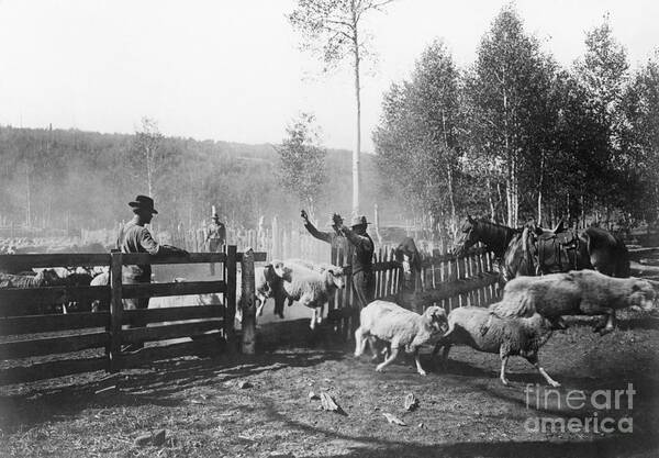 Horse Art Print featuring the photograph Forest Rangers At Work Counting Sheep by Bettmann