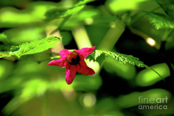 Pink Art Print featuring the photograph Forest Treasure Hot Pink by Rich Collins