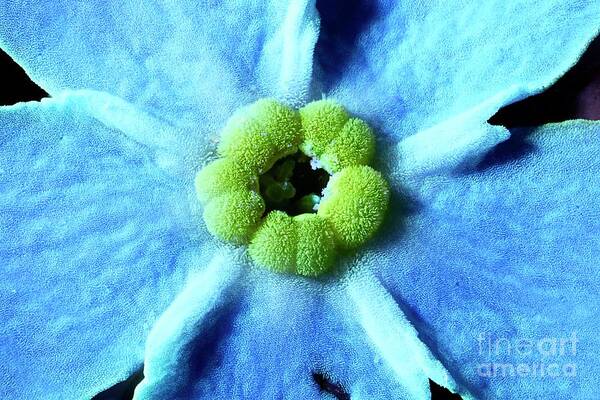 Angiosperm Art Print featuring the photograph Forget-me-not Flower by Frank Fox/science Photo Library