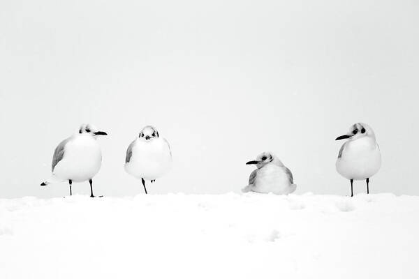 Snow Art Print featuring the photograph Four Seagulls In Snow by J Broughton Photography