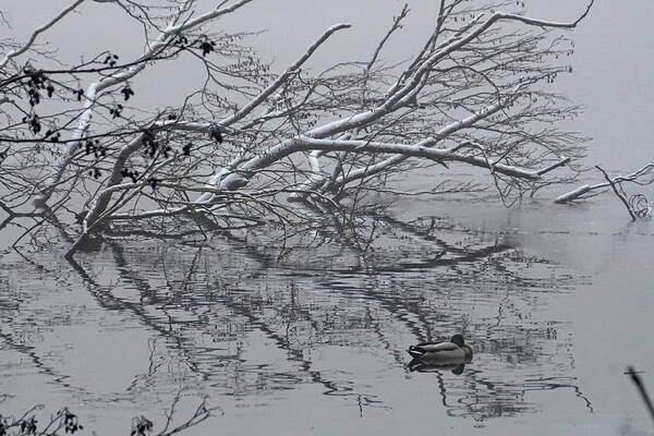 Winter Art Print featuring the photograph Fowl Winter Day by Brandy Herren