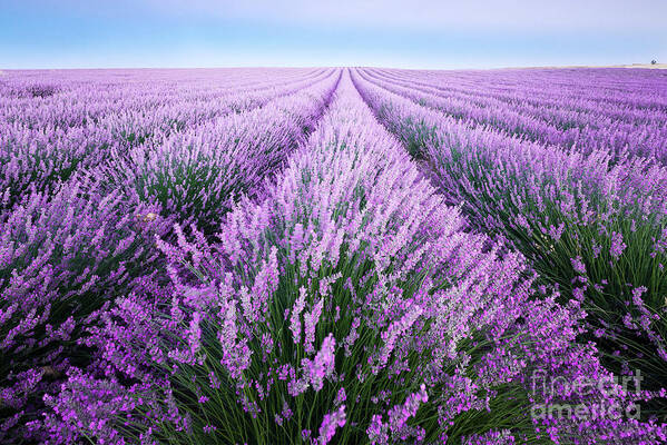 Scenics Art Print featuring the photograph France, Provence, Lavender Fields by Westend61