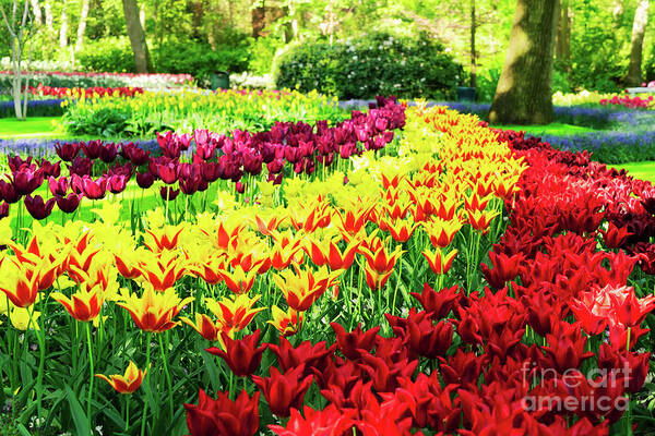Netherlands Art Print featuring the photograph Tulips Park by Anastasy Yarmolovich
