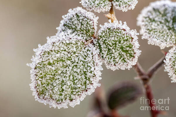 Wild Rose Art Print featuring the photograph Frost-covered Rose Leaves by Ozgur Kerem Bulur/science Photo Library
