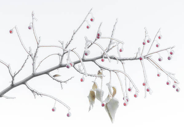 Winter Art Print featuring the photograph Frosted Berries by Darren White