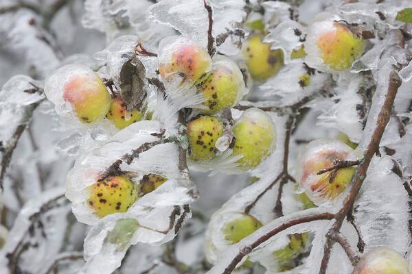 Estock Art Print featuring the digital art Frozen Apple Tree by Rainer Mirau