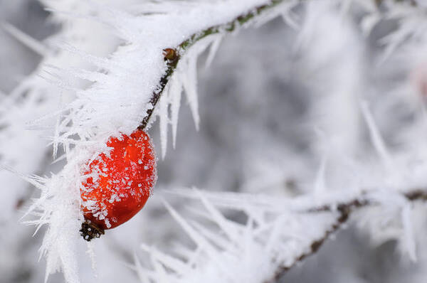 Snow Art Print featuring the photograph Frozen Red Berries by Mac99