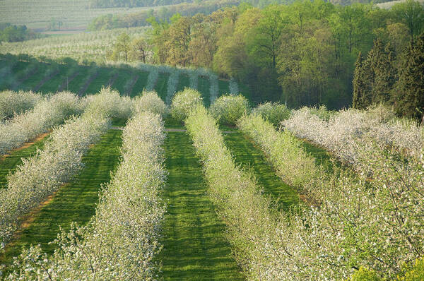 Scenics Art Print featuring the photograph Fruit Orchard Blooming In Springtime by Driendl Group