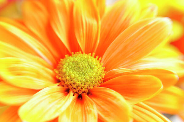 Orange Color Art Print featuring the photograph Full Frame Orange Daisy Macro Selective by Jpecha