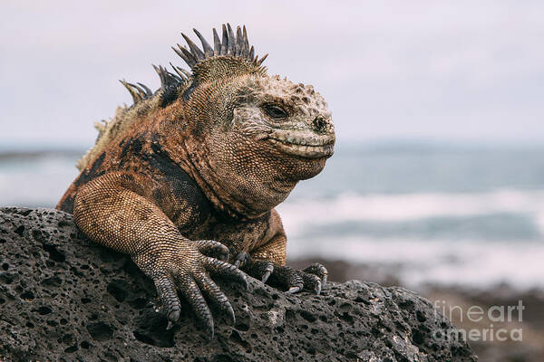 Image Art Print featuring the photograph Galapagos Iguana by Jodaarba