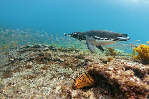 Animal Art Print featuring the photograph Galapagos Penguin Fishing by Tui De Roy