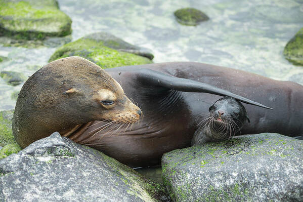 Animal Art Print featuring the photograph Galapagos Sea Lion Bonding With Newborn Pup by Tui De Roy