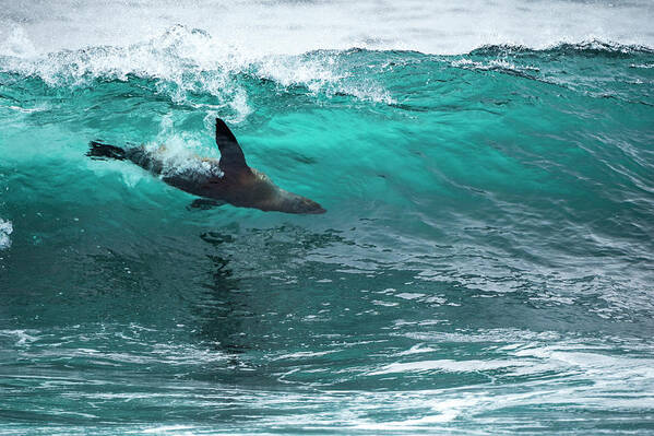Animals Art Print featuring the photograph Galapagos Sea Lion Surfing by Tui De Roy