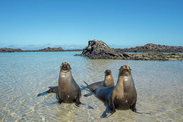 Animal In Habitat Art Print featuring the photograph Galapagos Sea Lions In Cove by Tui De Roy
