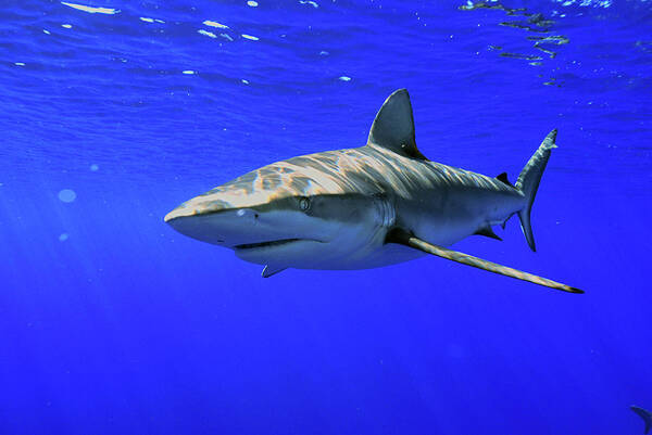 Underwater Art Print featuring the photograph Galapagos Shark by Scott Sansenbach - Sansenbach Marine Photo