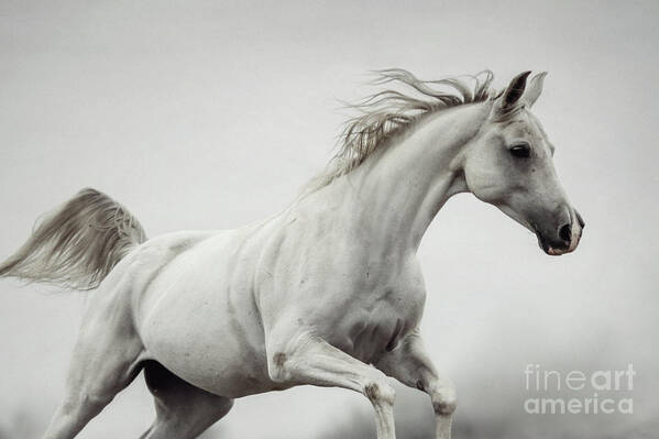 Horse Art Print featuring the photograph Galloping White Horse by Dimitar Hristov
