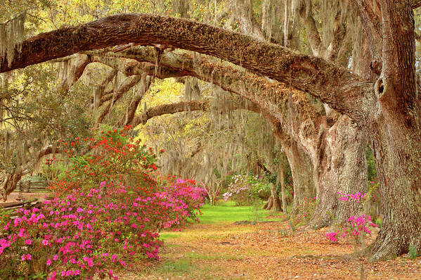 Live Oak Tree Art Print featuring the photograph Garden by Tony Sweet