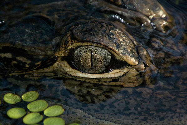Alligator Art Print featuring the photograph Gators Eye by Joe Leone