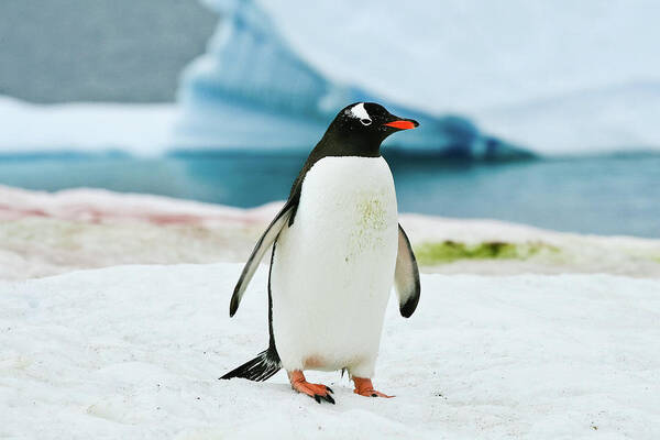 Gentoo Penguin Antarctica Art Print featuring the photograph Gentoo penguin Antarctica by Greg Smith