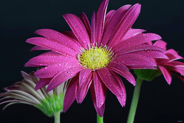 Gerbera Daisy Art Print featuring the photograph Gerbera Daisy by Gordon Semmens