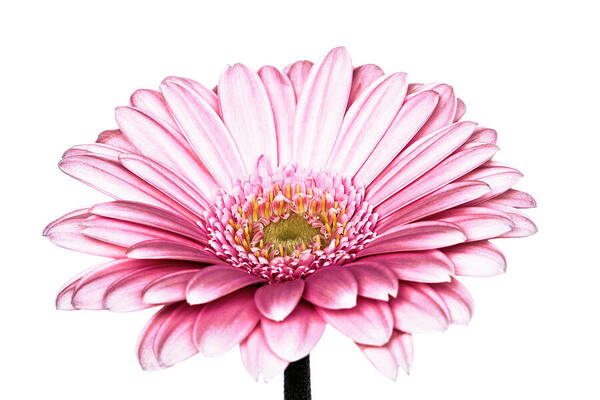 Flora Art Print featuring the photograph Gerbera by Tanya C Smith