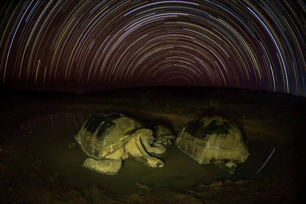 Animal Art Print featuring the photograph Giant Tortoises Wallow Under Star Trails by Tui De Roy