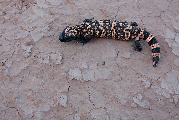 Climate Art Print featuring the photograph Gila Monster by Colbyjoe
