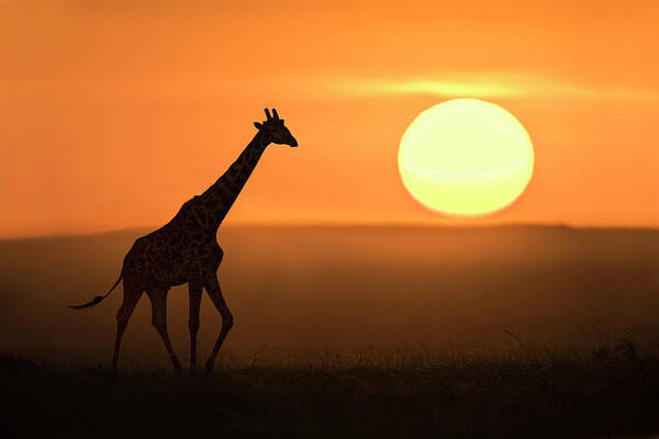 Africa Art Print featuring the photograph Giraffe At Sunrise by Xavier Ortega