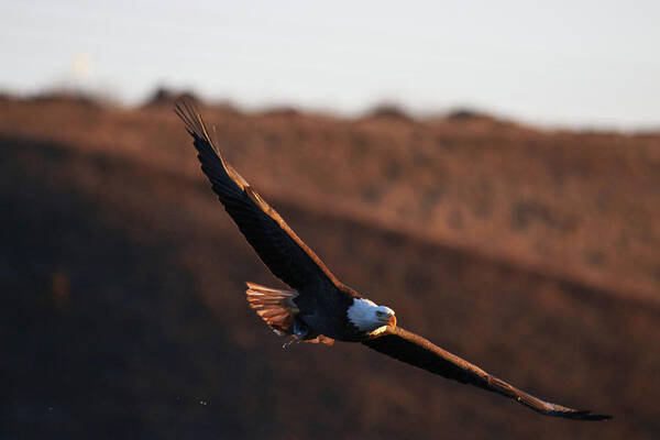 Eagle Art Print featuring the photograph Gliding In by Brook Burling