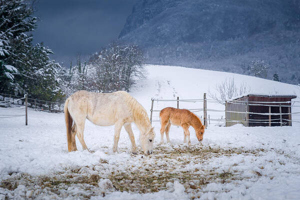 Animals Art Print featuring the photograph Gloomy Winter by J-a Chazal