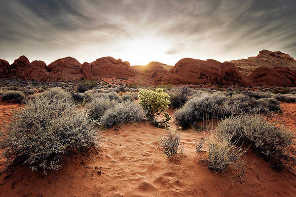 Desert Art Print featuring the photograph Glow by Nate Brack