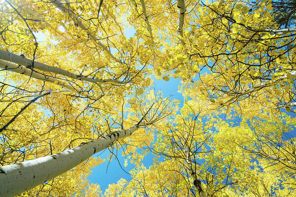 Autumn Art Print featuring the photograph Golden Aspen Tree Forest Canopy by James BO Insogna