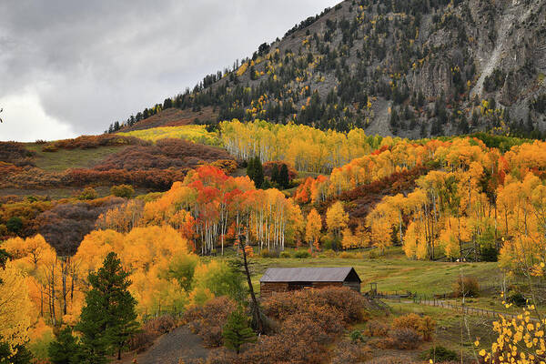 Colorado Art Print featuring the photograph Golden Aspens along Last Dollar Road by Ray Mathis