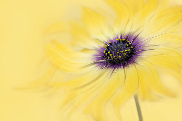 Daisy Art Print featuring the photograph Golden Daisy by Lydia Jacobs