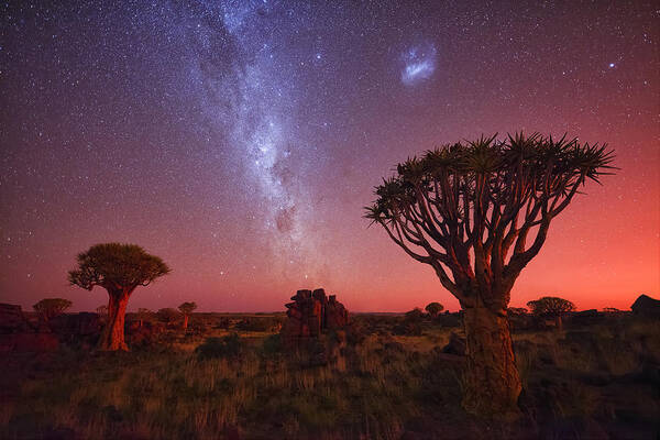 Night Sky
Africa
Quiver Tree
Milky Way
Magellanic Cloud Art Print featuring the photograph Golden Night Sky by Michael Zheng