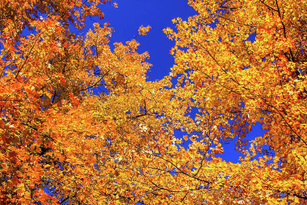 Autumn Colors Art Print featuring the photograph Golden Oaks by Dawn Richards