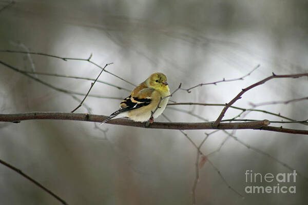 American Goldfinch Art Print featuring the photograph Goldfinch in Winter Looking at You by Karen Adams