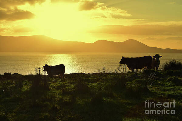 Sunrise Art Print featuring the photograph Good morning Ireland by Joe Cashin
