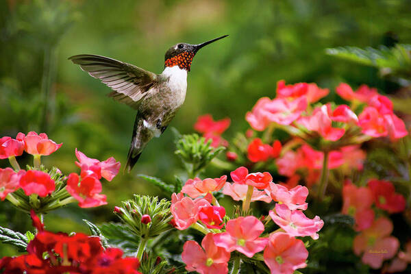 Hummingbird Art Print featuring the photograph Graceful Garden Jewel by Christina Rollo