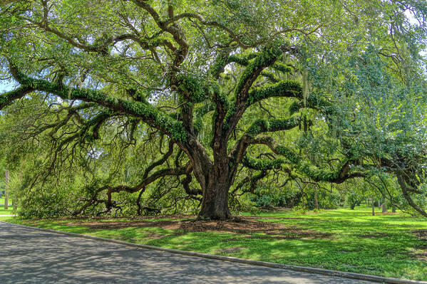 Grand Art Print featuring the photograph Grand Oak by Chauncy Holmes