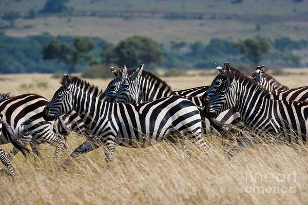 Scenics Art Print featuring the photograph Grants Zebras, Kenya by Mint Images/ Art Wolfe