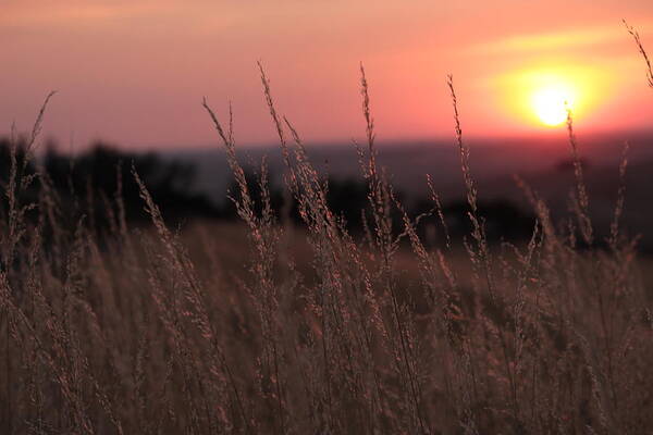 Idaho Art Print featuring the photograph Grass and sunset by Jean Evans